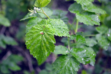 Beautiful and exquisite green leaves of a young spring raspberry with branches, raspberry photography.