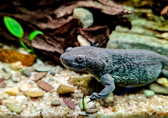 Pleourodeles waltl in the aquarium with sand and Anubias plants - Spanish ribbed newt, also known as the Iberian ribbed newt.