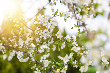 Blossoming white cherry tree in green garden on a sunny spring morning