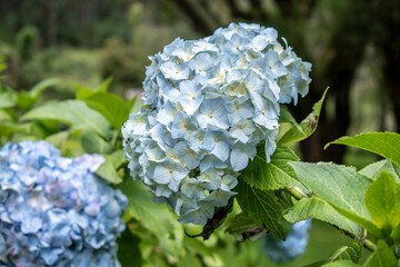 Blue Hydrangea