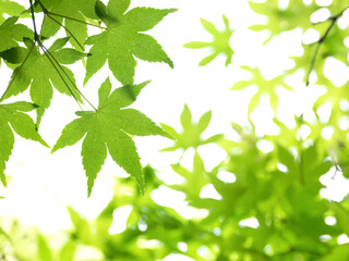 Fototapeta na wymiar 新緑のカエデの葉