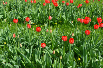 Obraz na płótnie Canvas Beautiful bright blooming red, white, yellow tulips growing in an interesting perspective. Interesting landscape design with green lawn grass and tulips.