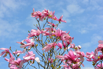 Bright large pink, pale pink buds of a blooming magnolia against the background of a blue sky in the park area of the city of Dnipro, a country in Ukraine. - Powered by Adobe