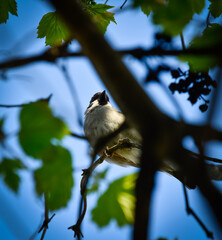 bird on a branch