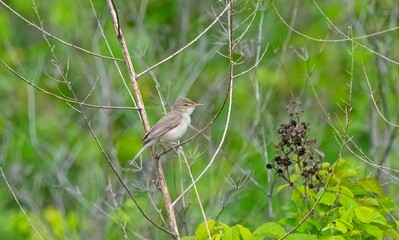 Eastern Olivaceous Warbler (Iduna pallida) is one of the best songbirds in the world.