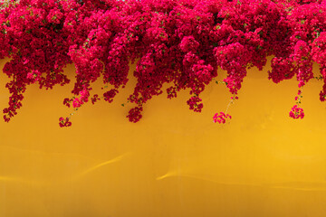 Bougainvillea flowers close up. Blooming bougainvillea.Bougainvillea flowers as a background. Floral background. Violet bougainville flowers blooming on white wall. 