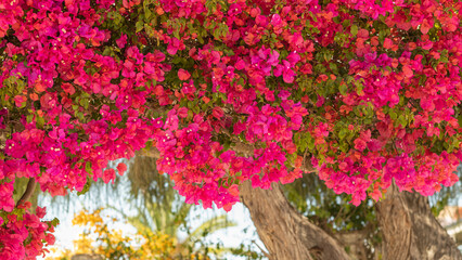 Bougainvillea paper flower in colorful color