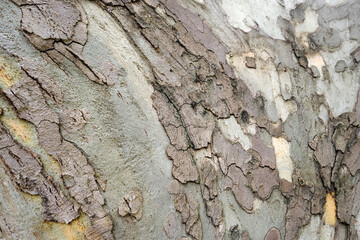 tree bark background