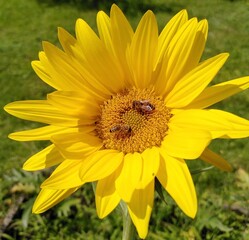 2 abeilles dans un tournesol