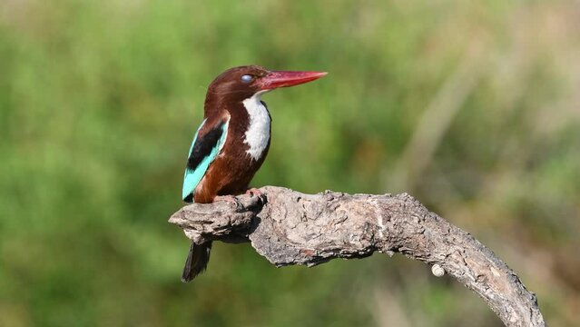 White throated Kingfisher nest protection and hunting photography and video shooting