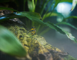 Yellow-banded poison Dart frog perched on tree log