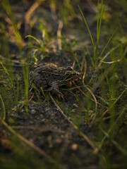 Frog on Lush vegetation during Sunset. Close-up