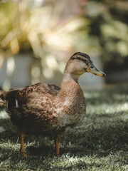 Brown domestic duck standing on grass on lake, Close up