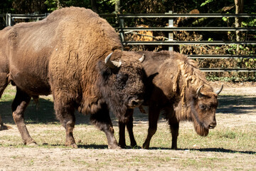 Wisent, europäischer Bison im öffentlichen Tierpark Oberwald Karlsruhe