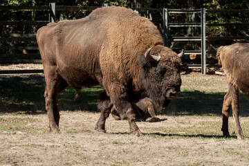 Wisent, europäischer Bison im öffentlichen Tierpark Oberwald Karlsruhe