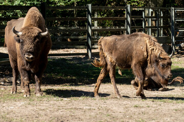 Wisent, europäischer Bison im öffentlichen Tierpark Oberwald Karlsruhe