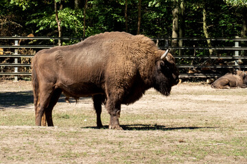 Wisent, europäischer Bison im öffentlichen Park 