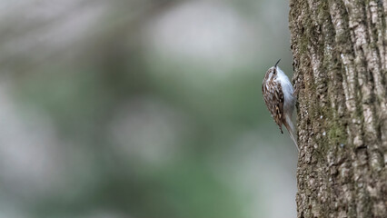 Eurasian Treecreeper, Korea, 나무발발이, 한국, Tree foot