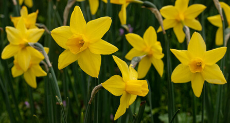 Narcyzy (Narcissus) - żółte wiosenne kwiaty. 