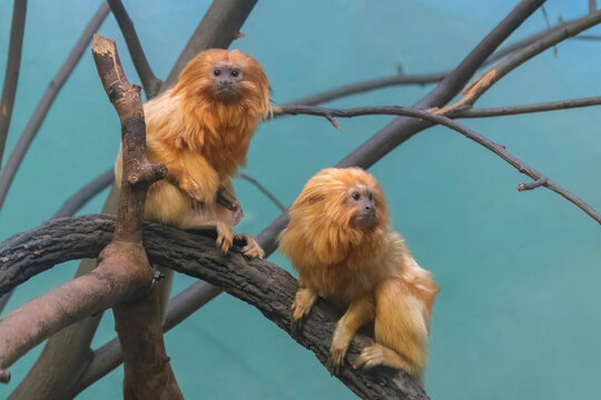 Golden lion tamarin