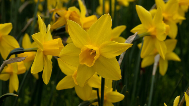 Narcyzy (Narcissus) - ż&oacute;łte wiosenne kwiaty. 