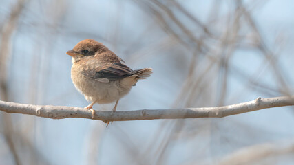 때까치  Bull-headed Shrike 어린새 juvenile 육추 parental care 