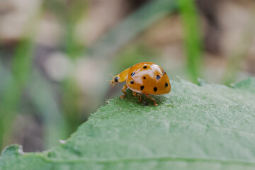 yellow ladybug perched on a leaf
