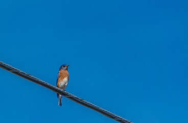 On A Wire