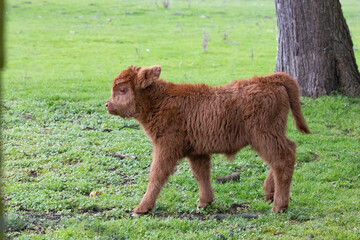 Scottish highland cow