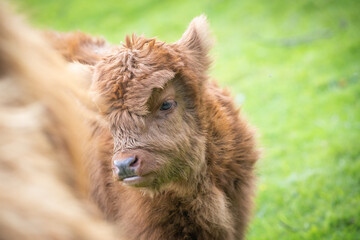 Scottish highland cow calf