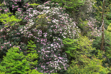 釜掛谷ほんしゃくなげ群落