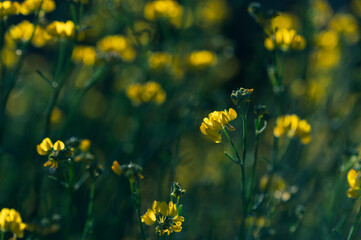 Detail of pretty yellow flowers of Coronilla (Coronilla juncea) in the field