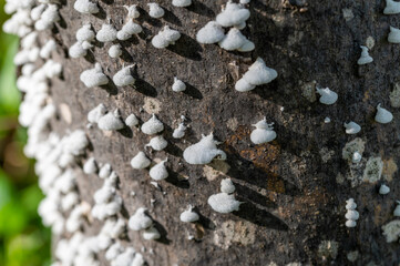 Detail of white fungi of the genus Schizophyllaceae on the trunk of a tree