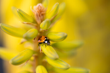 Detail of a ladybug among the yellow flowers of an aloe vera