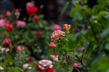 red and yellow roses in the garden