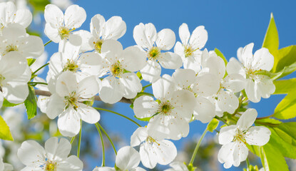 white cherry blossom flowers for banner background