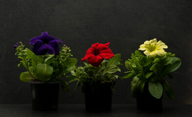 flowers in pots for background