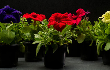 flowers in pots for background