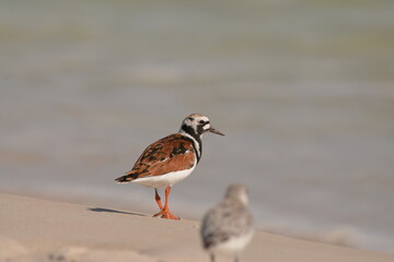 Ruddy Turnstone on the beach
