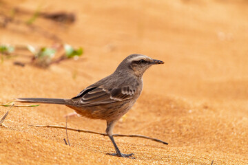 sparrow on the ground