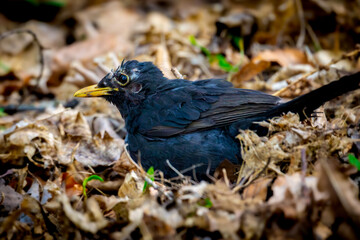 Injured bald Blackbird among leafs