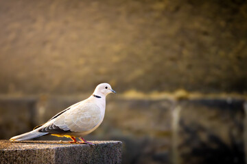 Eurasian collared dove (Streptopelia decaocto) in city on cement pillar in warm evening colors, isolated