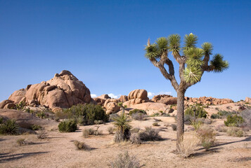Joshua Tree and Granite Boulders