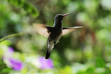 Fototapeta na wymiar hummingbird in flight