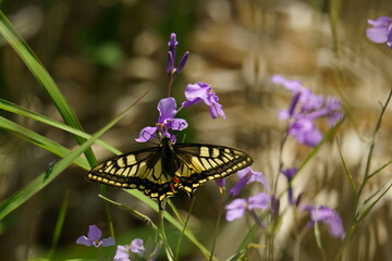 野草の花に止まるアゲハ蝶