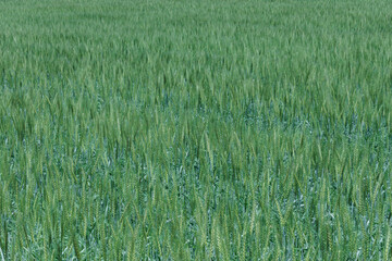 強い風に靡く麦の穂