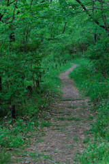 自然公園の遊歩道