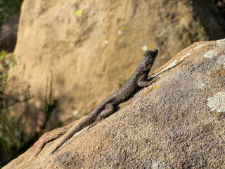 Western Fence Lizard with dark coloring at Santa Susana Pass State Historic Park between Los Angeles and Simi Valley, California.