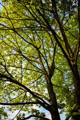 tree in the forest