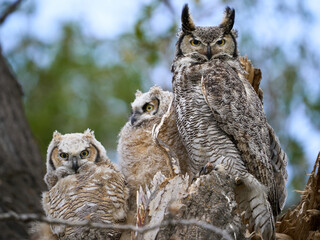 Great Horned Owl with Two Babies